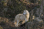 standing Arctic Wolf