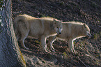standing Arctic Wolves
