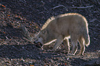 standing Arctic Wolf