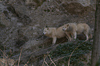 standing Arctic Wolves