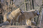 Arctic Wolves