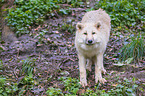 arctic wolf