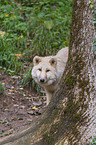 arctic wolf