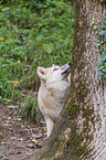 arctic wolf