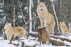 arctic wolves