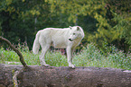 arctic wolf