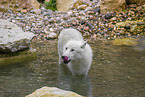 arctic wolf