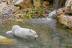 arctic wolf