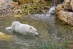 arctic wolf