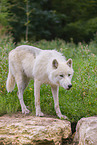 arctic wolf