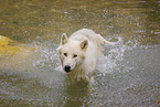 arctic wolf