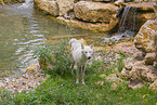 arctic wolf