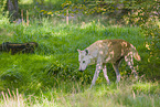 arctic wolf