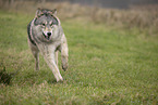 Arctic Wolf