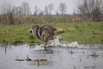 Arctic Wolf