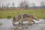 Arctic Wolf