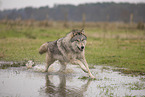 Arctic Wolf
