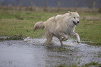Arctic Wolf