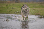 Arctic Wolf