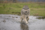 Arctic Wolf