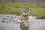 Arctic Wolf