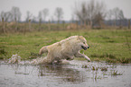 Arctic Wolf