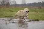 Arctic Wolf