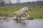 Arctic Wolf