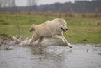Arctic Wolf