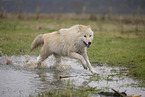 Arctic Wolf