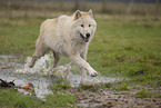Arctic Wolf