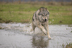 Arctic Wolf