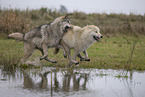 Arctic Wolf