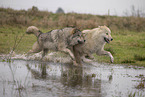 Arctic Wolf