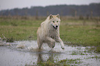 Arctic Wolf