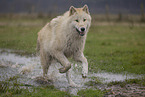 Arctic Wolf