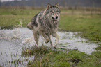 Arctic Wolf