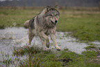Arctic Wolf
