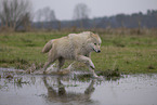 Arctic Wolf