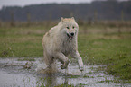 Arctic Wolf