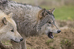 Arctic Wolf