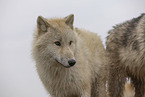 Arctic Wolf