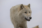 Arctic Wolf