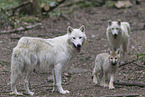 Arctic wolf