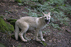 Arctic wolf