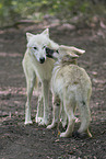 Arctic wolf