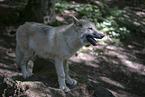 Arctic wolf