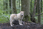 Arctic wolf