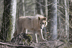 Arctic wolf