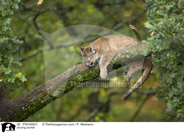 Junger Puma / young puma / PW-04601